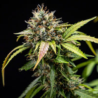 North Thunderfuck Auto