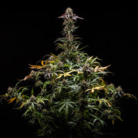 North Thunderfuck Auto