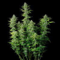 Northern Light Auto