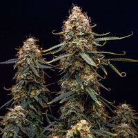 Northern Light Auto