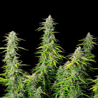 Northern Light Auto