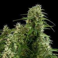 Northern Light Auto