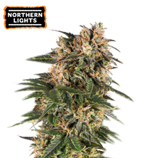 Northern Lights Semi di cannabis autofiorenti