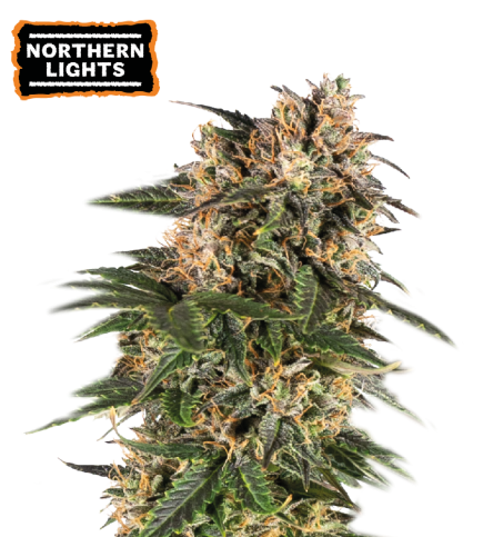 Northern Lights Semi di cannabis autofiorenti