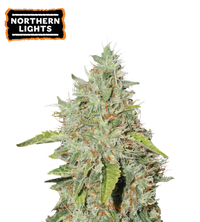 Northern Lights Semi di cannabis femminizzati