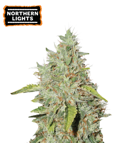 Northern Lights Semi di cannabis femminizzati