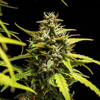NYC Sour D Auto