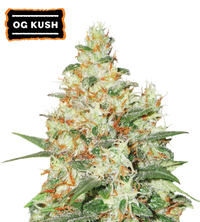 OG Kush Semi di cannabis autofiorenti