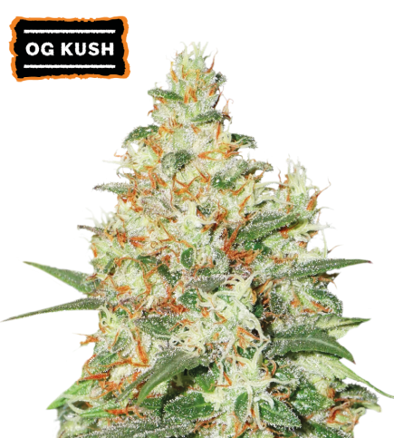 OG Kush Semi di cannabis autofiorenti