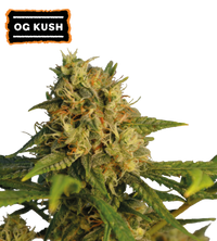 OG Kush Semi di cannabis femminizzati