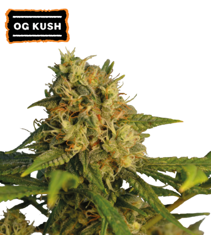 OG Kush Semi di cannabis femminizzati