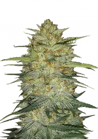 OG Kush Auto