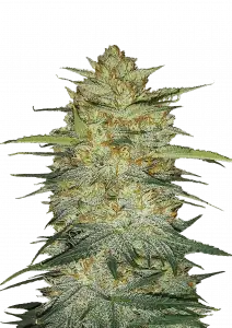 OG Kush Auto