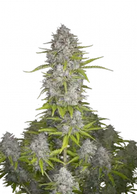 Orange Sherbet Auto