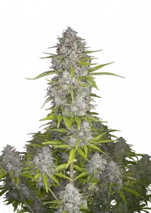 Orange Sherbet Auto