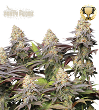 Panty Punch© Semi di cannabis femminizzati