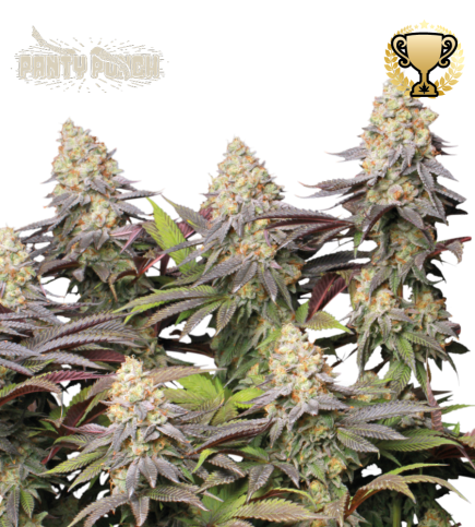 Panty Punch© Semi di cannabis femminizzati