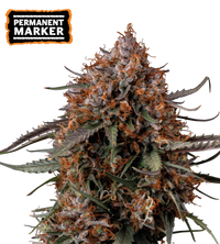 Permanent Marker Semi di cannabis femminizzati