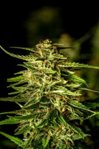 Pineapple Dream