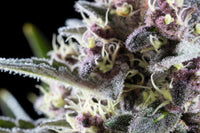 Pink Gelato