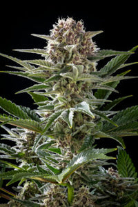 Pink Gelato