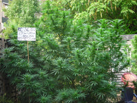 KC 36® Feminized