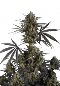 Pound Cake Auto™