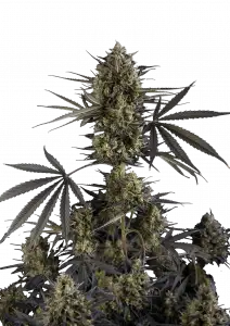 Pound Cake Auto™