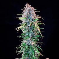 Power Flower