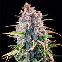 Power Flower