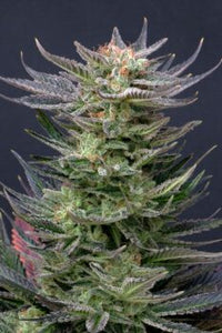 Purple Dream Auto