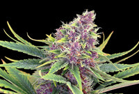 Purple Kush