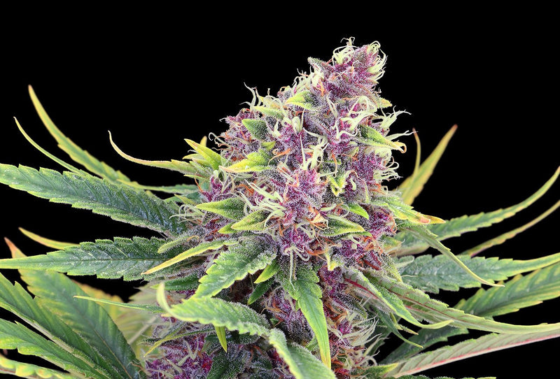 Purple Kush