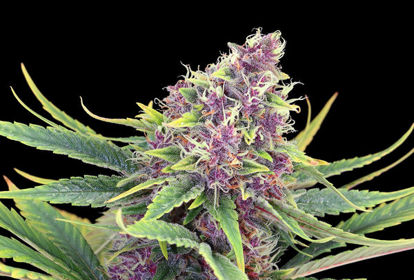 Purple Kush