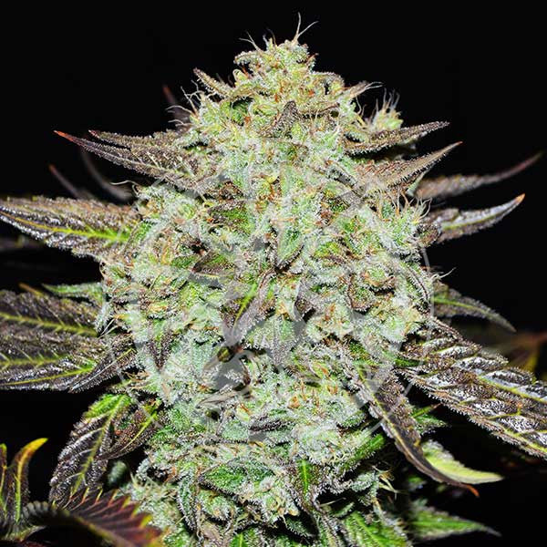 Purple Mango Kush