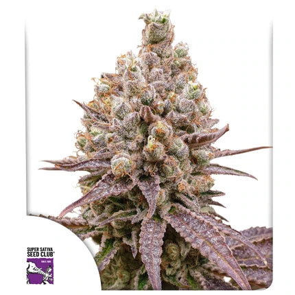 Purple OG Punch