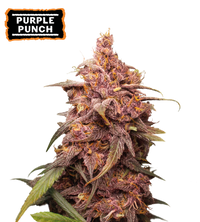Purple Punch Semi di cannabis femminizzati