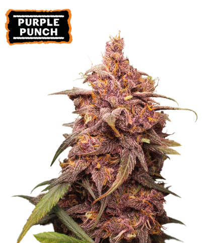 Purple Punch Semi di cannabis femminizzati