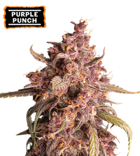 Purple Punch Semi di cannabis autofiorenti