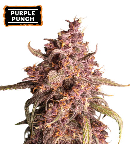 Purple Punch Semi di cannabis autofiorenti