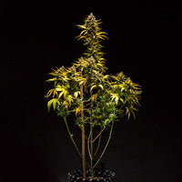 Purple Queen Auto