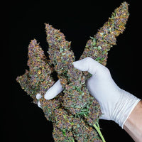 Purple Queen Auto
