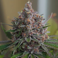 Purple Queen
