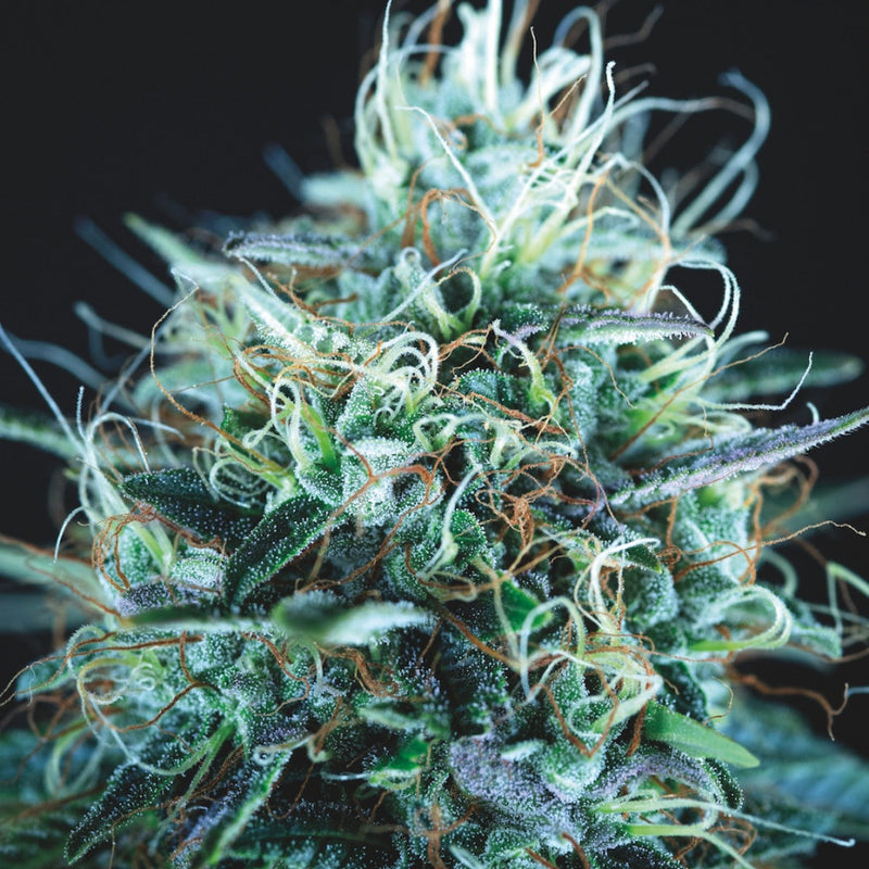 Purple Urkle x Blue Pyramid