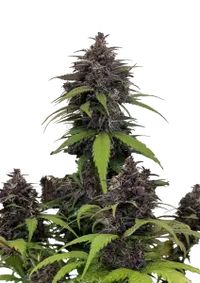 Purple Haze Auto