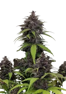 Purple Haze Auto