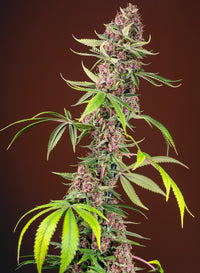 Red Mandarine F1 Fast Version®