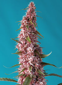 Red Pure Auto CBD®