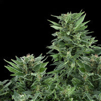 Royal AK Auto