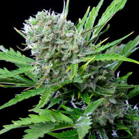 Royal Bluematic